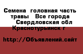 Семена (головная часть))) травы - Все города  »    . Свердловская обл.,Краснотурьинск г.